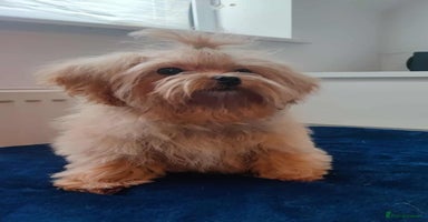 Maltipoo dogs - Advert 1