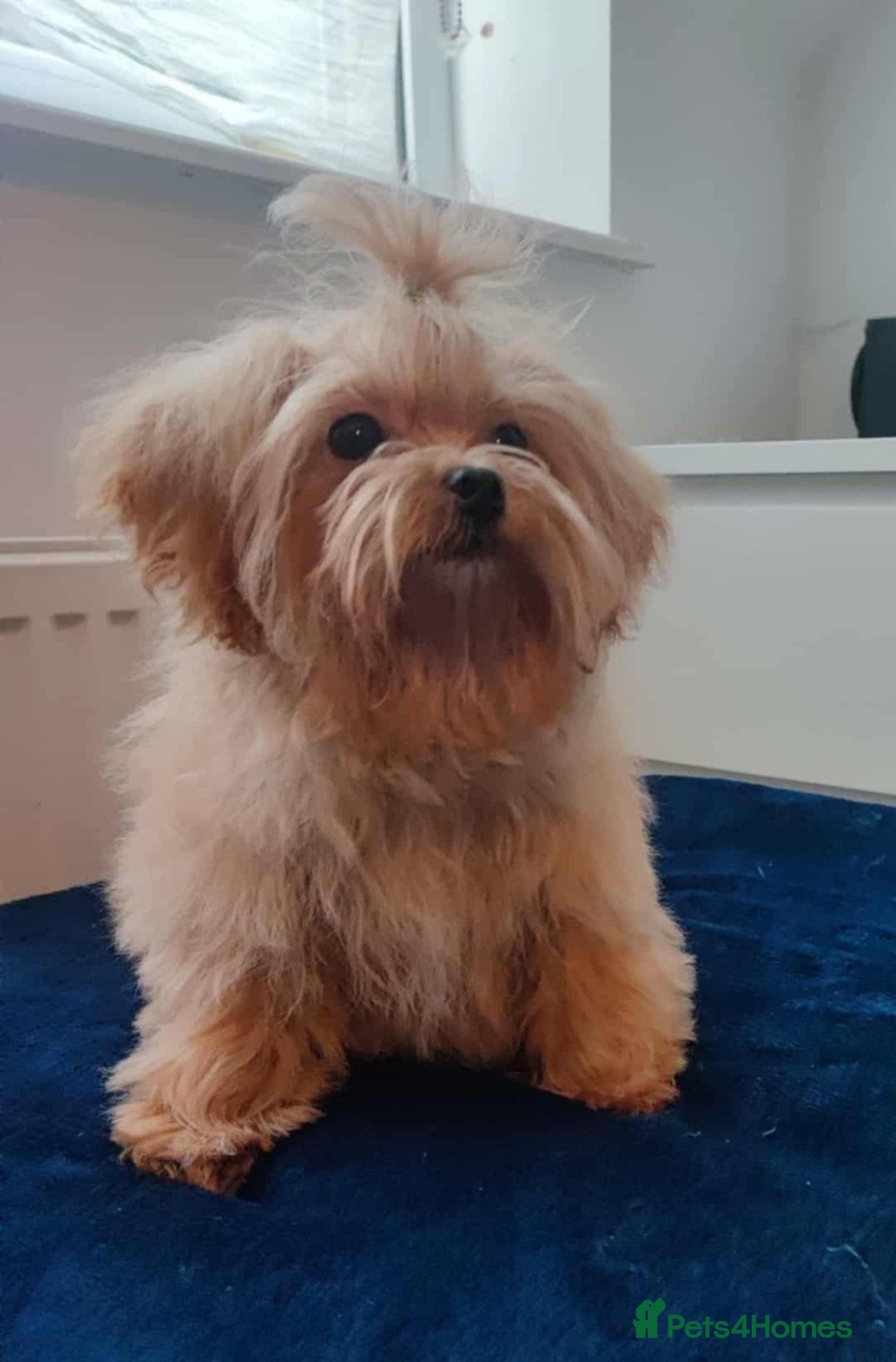 Maltipoo dogs for sale: Maltipoo puppys looking for loving home - Image 3