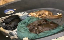 Cocker Spaniel dogs for sale: Stunning KC Reg Cocker Spaniel Pups Choco/Black - Image 26