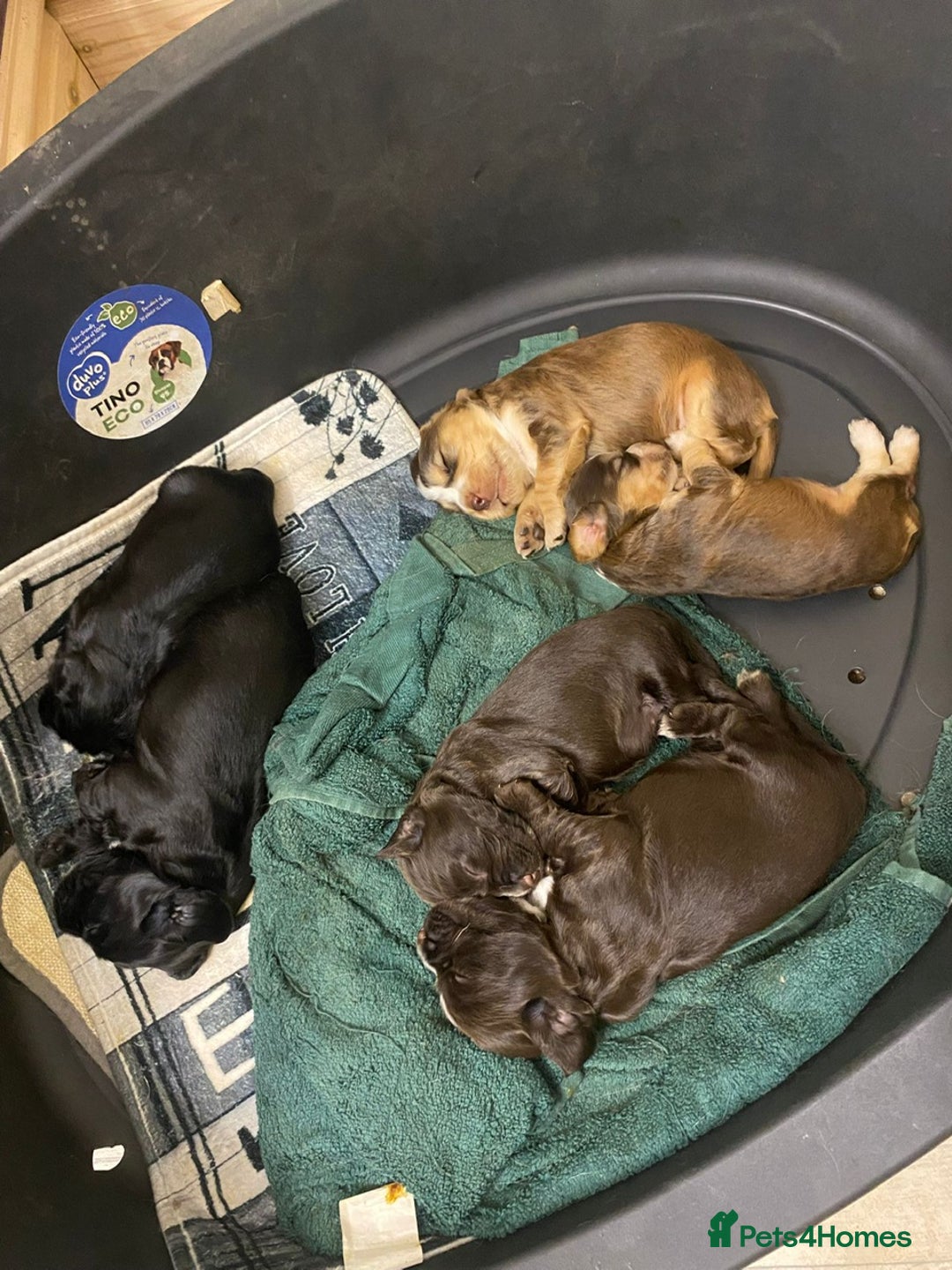 Cocker Spaniel dogs for sale: Stunning KC Reg Cocker Spaniel Pups Choco/Black - Image 26