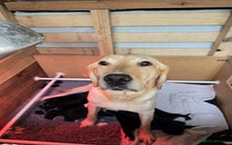 Mixed Breed dogs for sale: Labrador x Patterdale Puppies - Image 4
