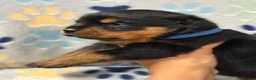 Rottweiler dogs for sale: ✨Big bone Pups for Sale Healthy & Ready to Go 🐶✨ in Skegness - Advert 1