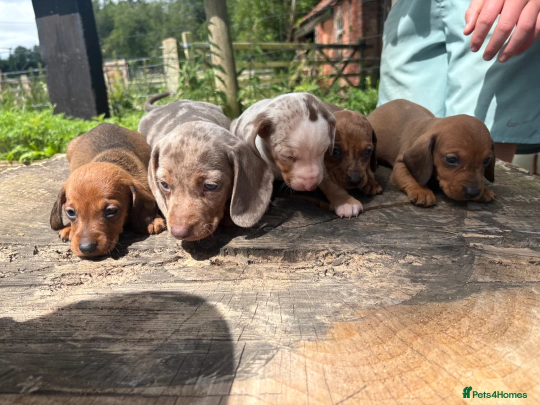 Dachshund dogs for sale: Beautiful Dachshund Boys! - Advert 11