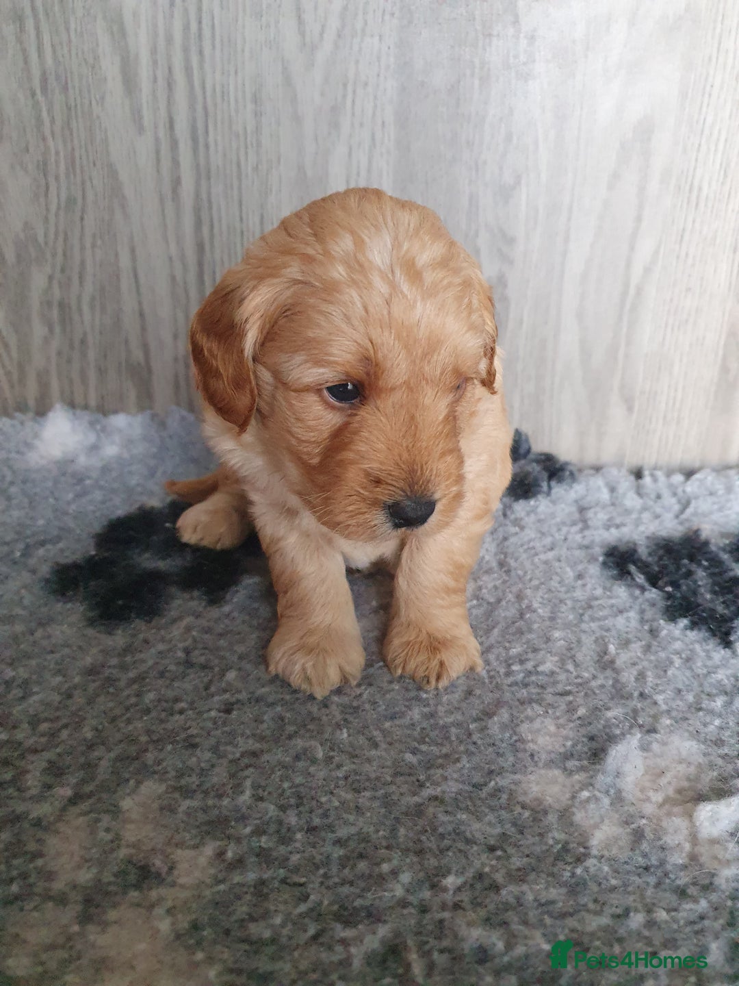Labradoodle dogs for sale: labradoodle - Image 3