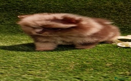 Pomeranian dogs for sale: 🧸💥 TOPQUALITY XXS UNIQUE POMERANIAN PUPPIES 🧸💥 - Image 5