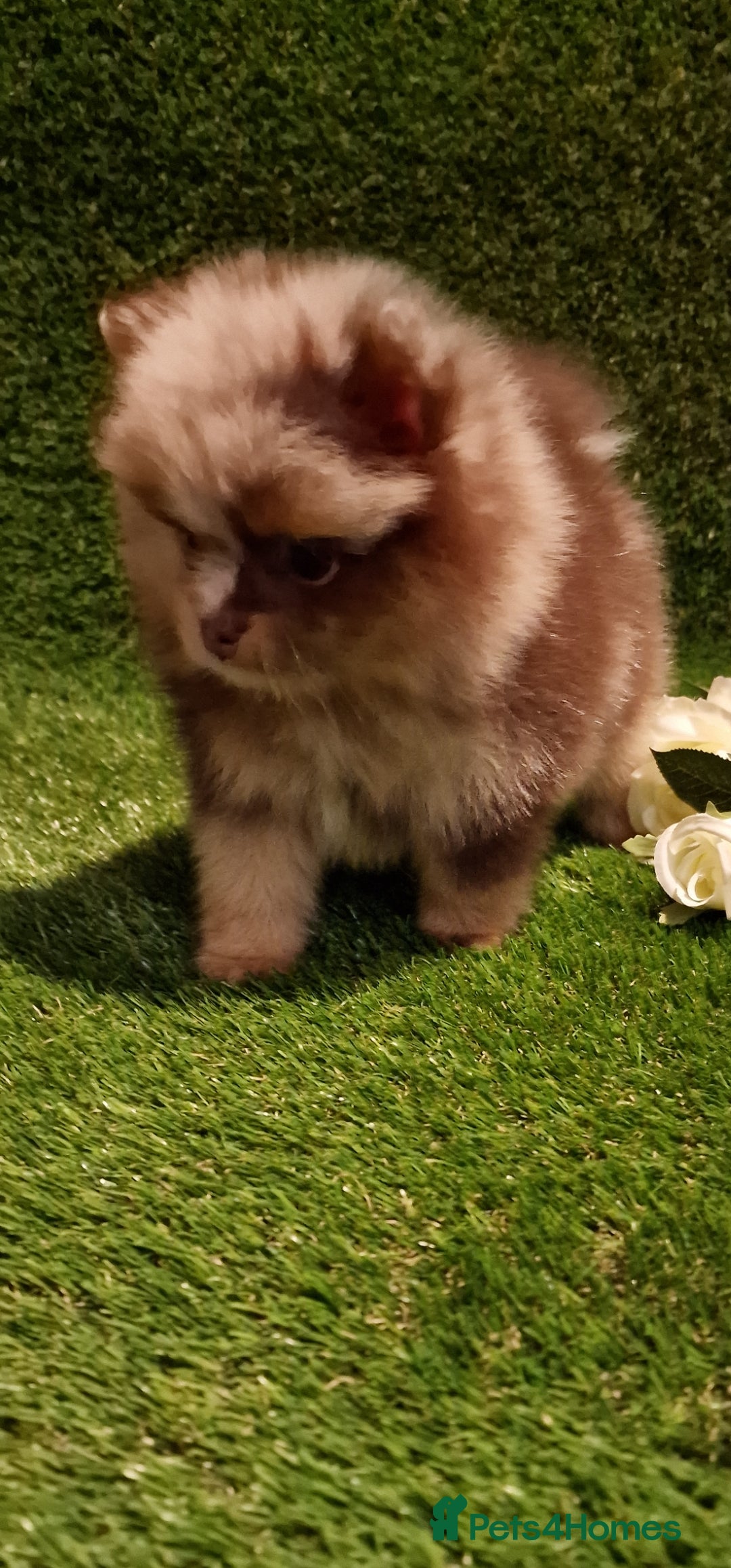 Pomeranian dogs for sale: 🧸💥 TOPQUALITY XXS UNIQUE POMERANIAN PUPPIES 🧸💥 - Image 5