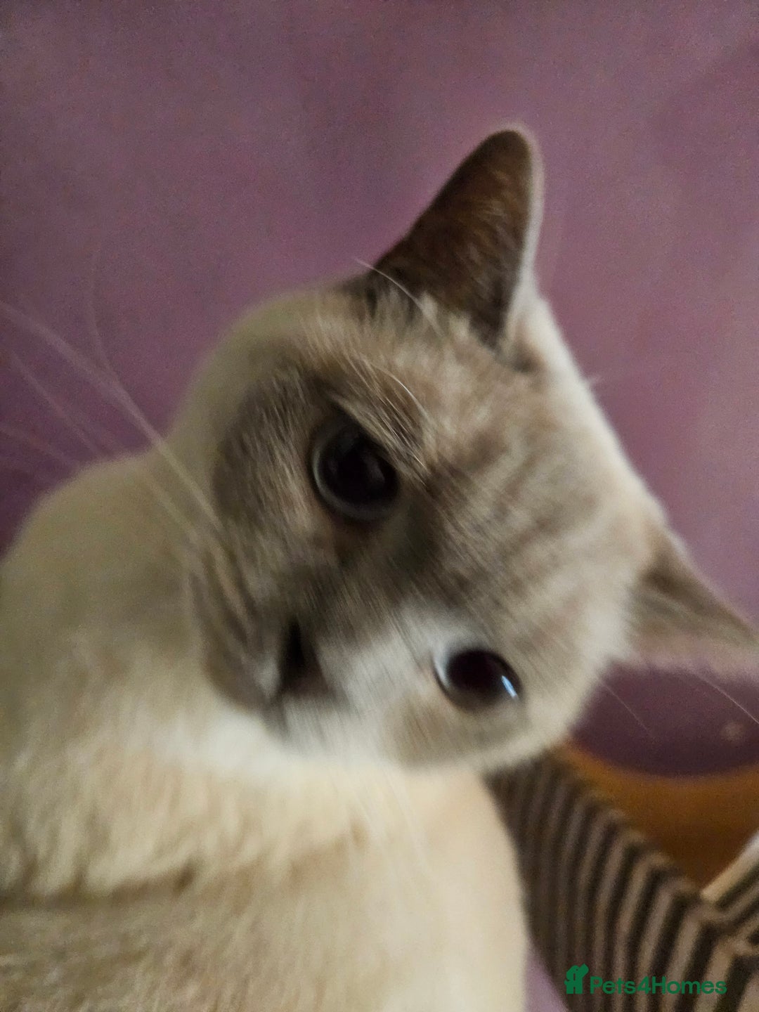 British Shorthair cats for sale: Lilac Coloupoint British Shorthair Female neutered - Advert 3