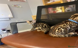 Bengal cats for sale: Available Pure Bengal kittens now! ♥️ - Image 18