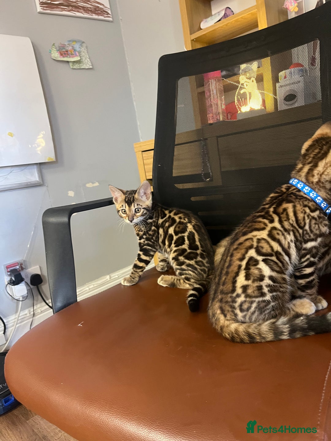 Bengal cats for sale: Available Pure Bengal kittens now! ♥️ - Image 18