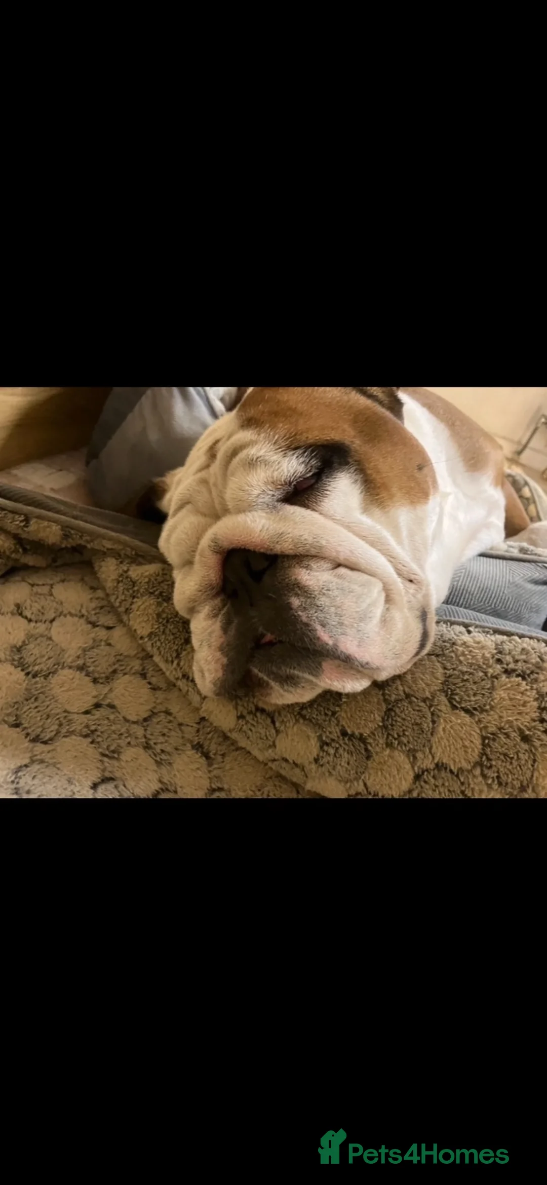 English Bulldog dogs for sale: Beautiful KC registered English bulldog  in Wakefield - Advert 3