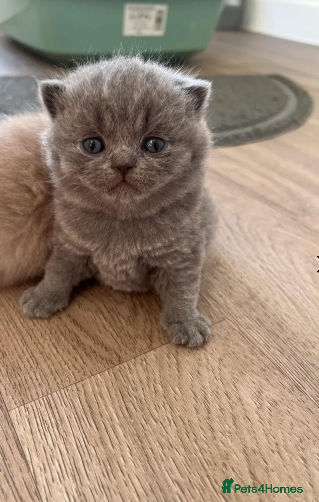 British Shorthair cats for sale: Beautiful British Shorthair Kittens  - Advert 3