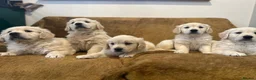 Golden Retriever dogs for sale: KC Registered Golden Retriever Puppies - Advert 28