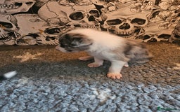 Border Collie dogs for sale: Unique blue merle border collie puppies - Image 28