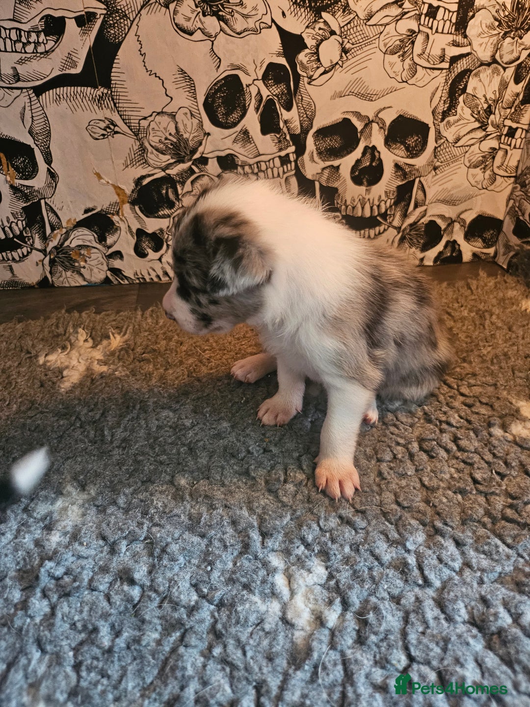 Border Collie dogs for sale: Unique blue merle border collie puppies - Image 28