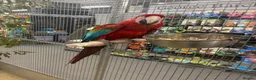 Macaws birds for sale: Gorgeous bonded Proven pair of Greenwing Macaws  - Advert 4