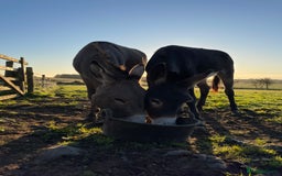 Donkey livestock for sale: 2 donkeys for sale - Image 1