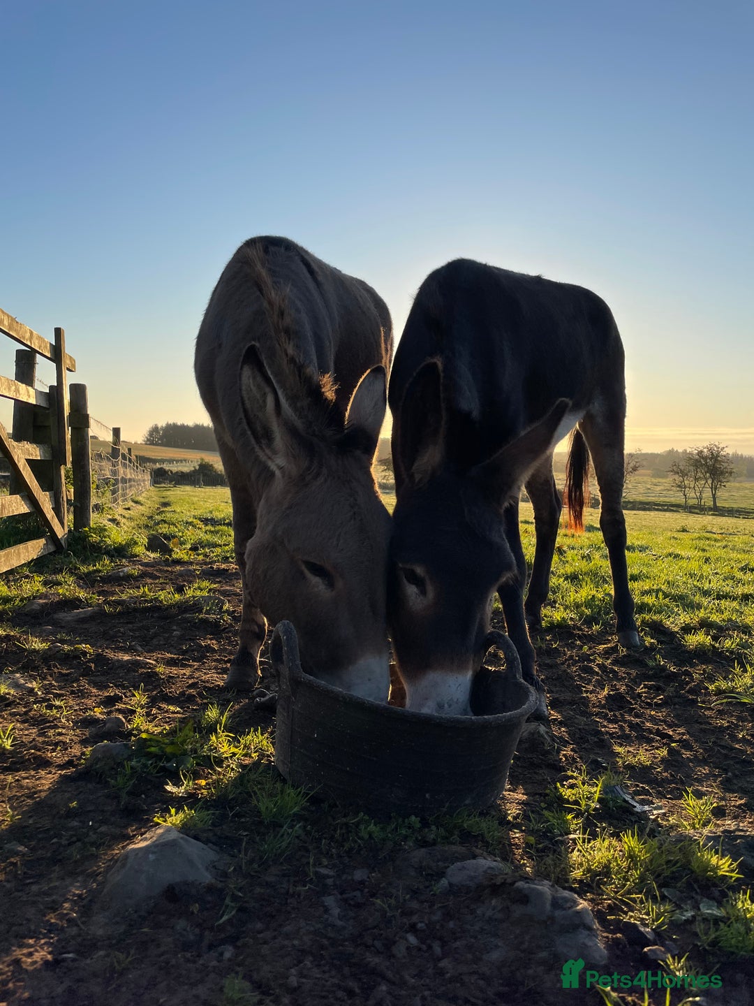 Donkey livestock for sale: 2 donkeys for sale - Image 1