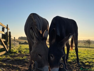 Donkey livestock - Advert 2