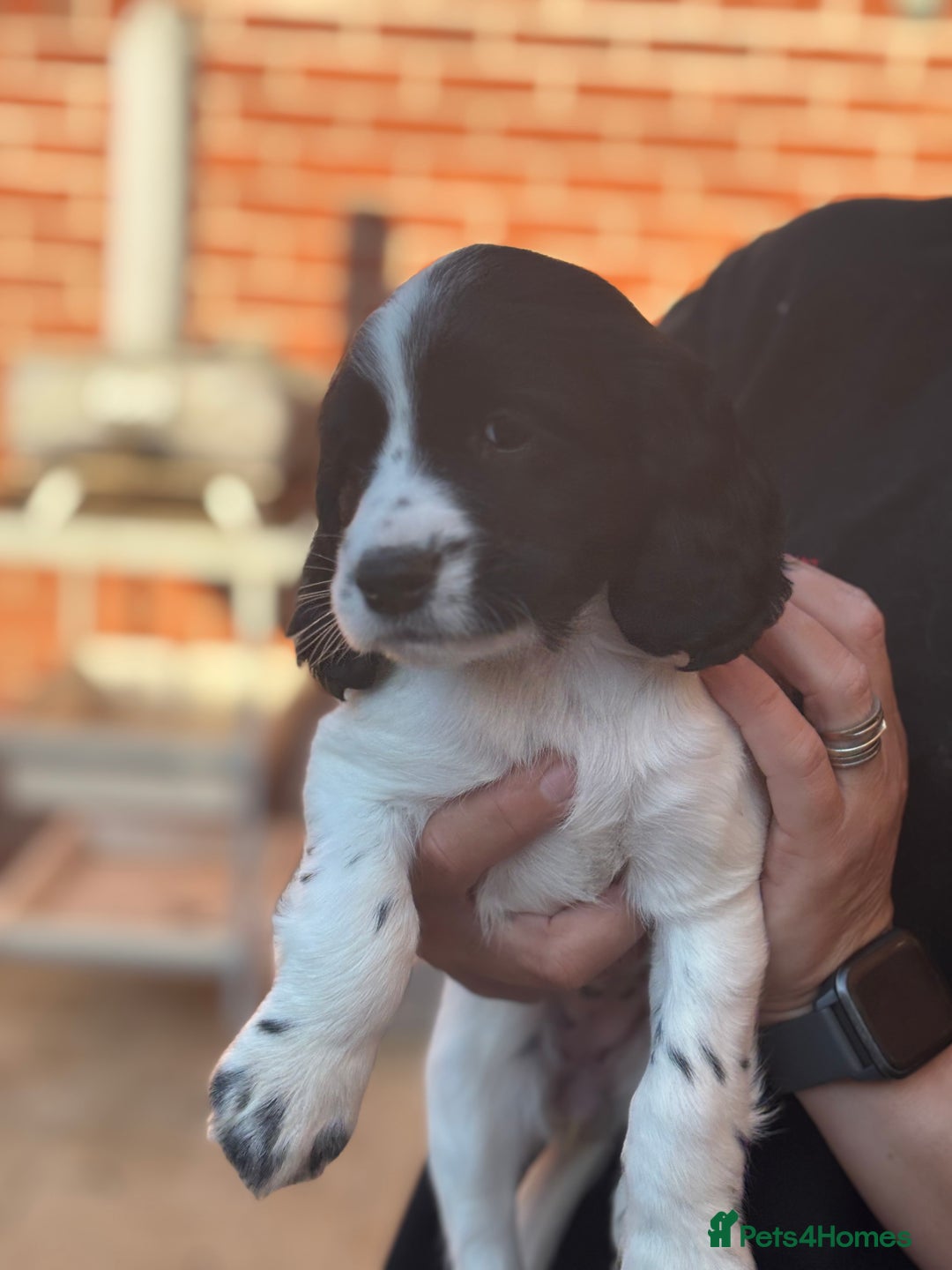 Cocker Spaniel dogs for sale: Exceptional Working Cocker Spaniel Pups–Ready Now! - Image 9