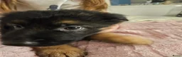 German Shepherd dogs for sale: Long haired German shepherd pups  - Advert 18