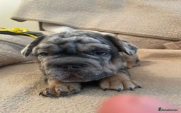 French Bulldog dogs for sale: Only 3 boys left, 5⭐️KC frenchies carrying fluffy  - Image 11