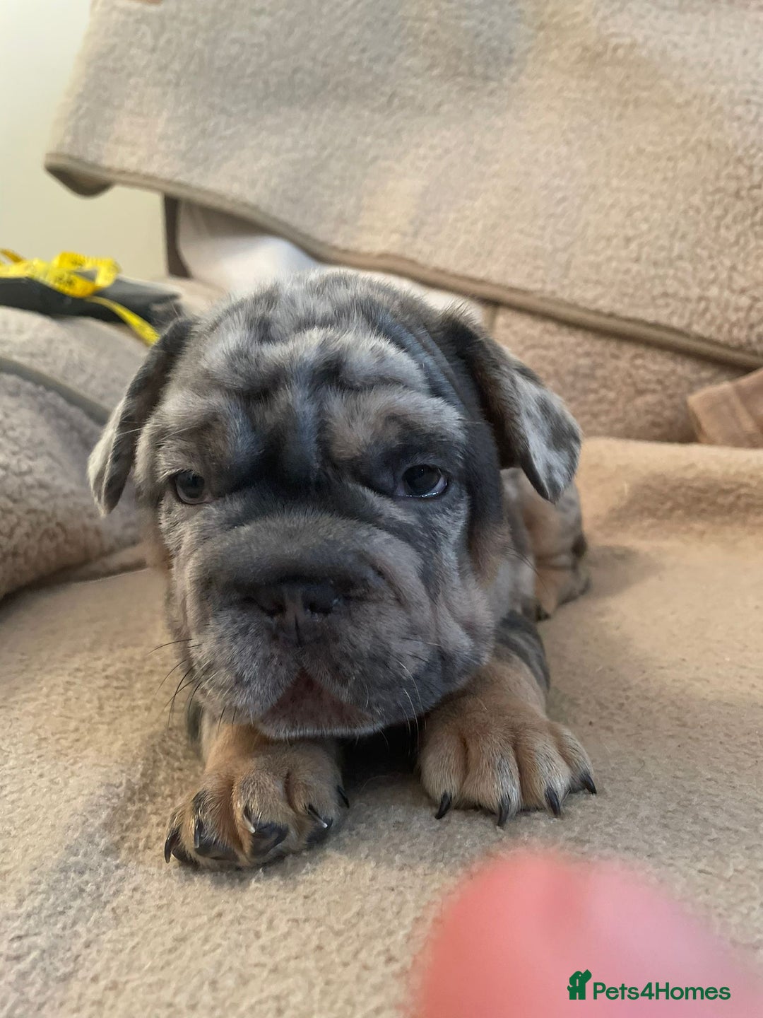 French Bulldog dogs for sale: Only 3 boys left, 5⭐️KC frenchies carrying fluffy  - Image 11