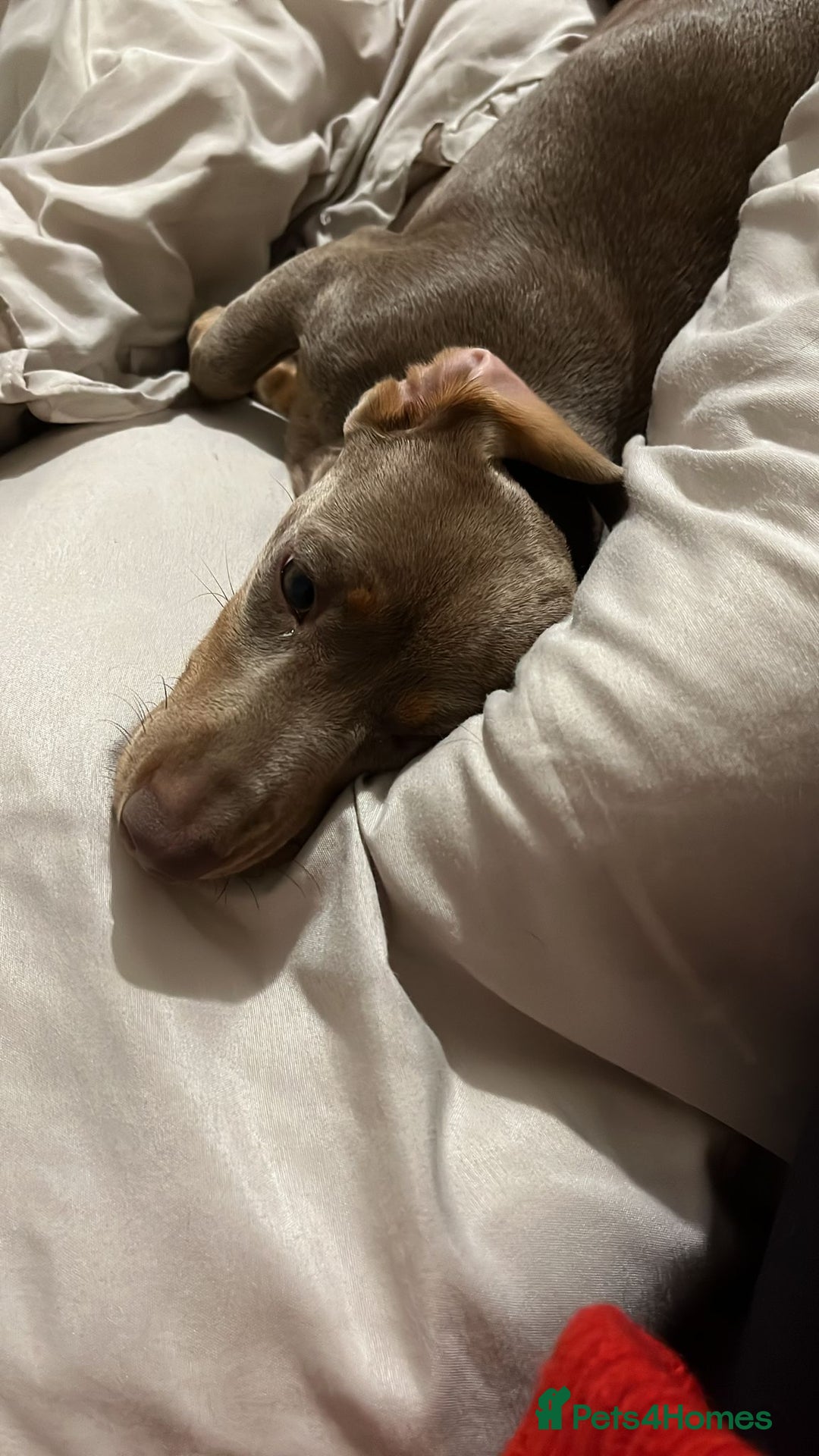 Miniature Dachshund dogs for sale: Willow the mini dachshund  - Image 2