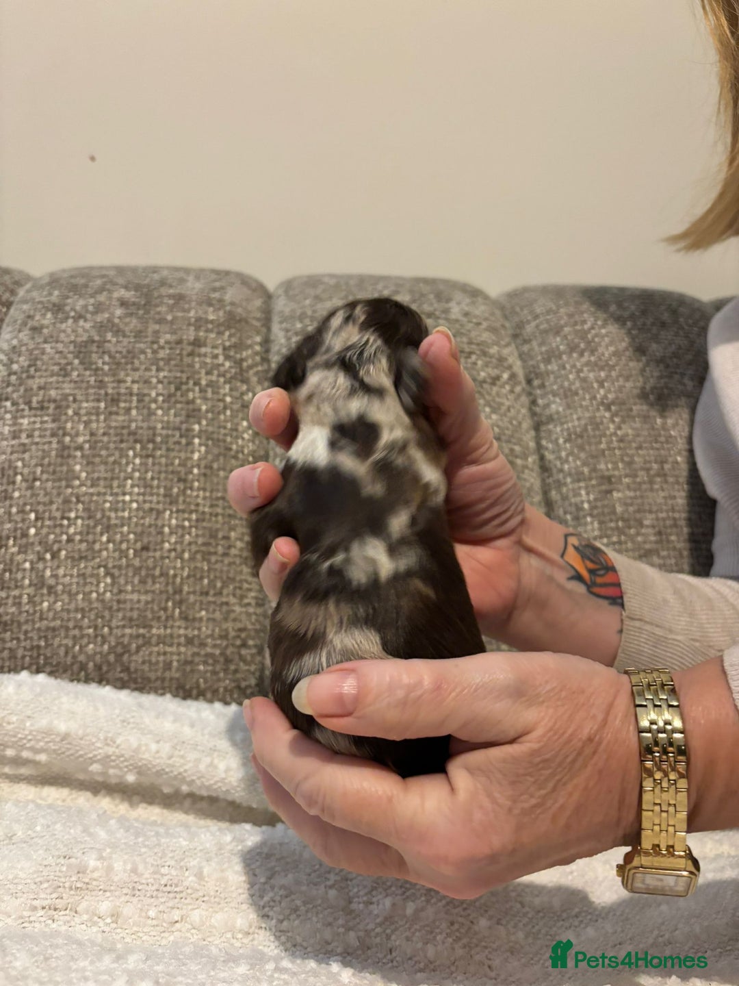 Cockapoo dogs for sale: F1 show cockapoos - Advert 14