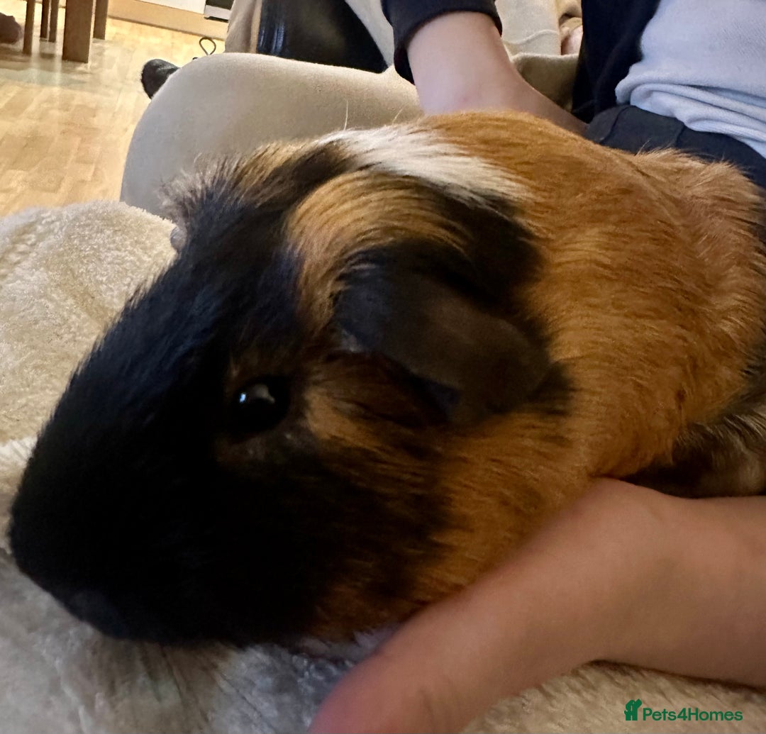 Guinea Pig rodents for sale: Guinea Pig - Brothers - Image 3