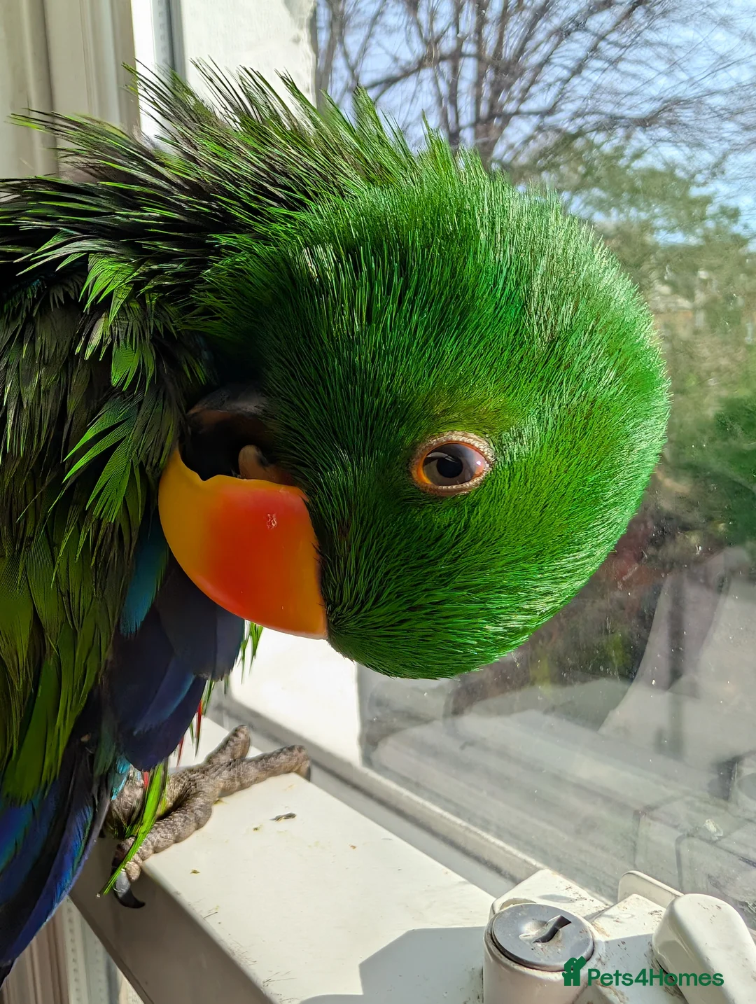 Parrots birds for sale: NOT FOR SALE- SEEKING FOSTER HOME - Advert 2