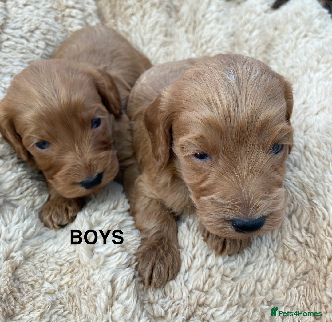 Cockapoo dogs for sale: F1 Cockapoo Puppies  - Image 9