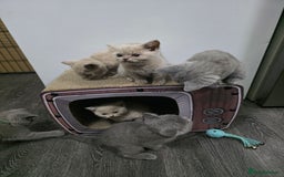 British Shorthair cats for sale: Beautiful British shorthair kittens - Image 3