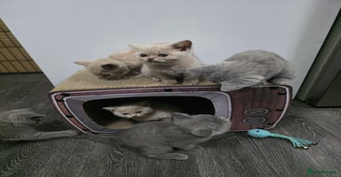 British Shorthair cats - Advert 12