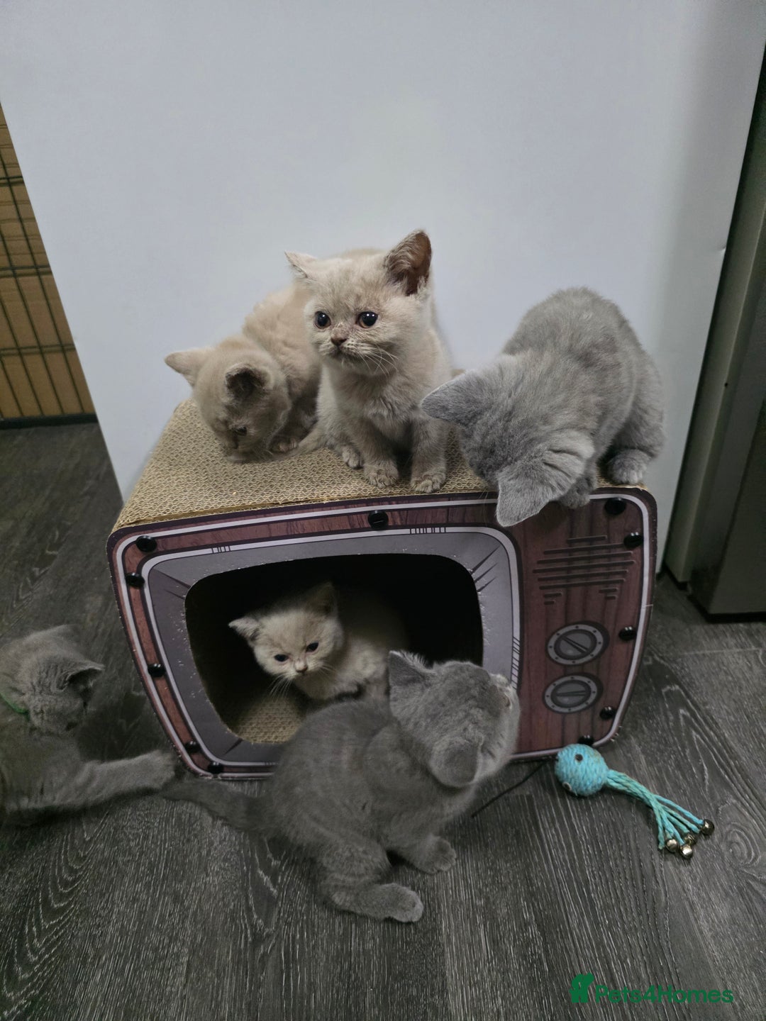 British Shorthair cats for sale: Beautiful British shorthair kittens - Image 3