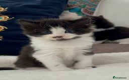 Domestic Shorthair cats for sale: Beautiful 5 tuxedo kittens available for new home. - Image 10