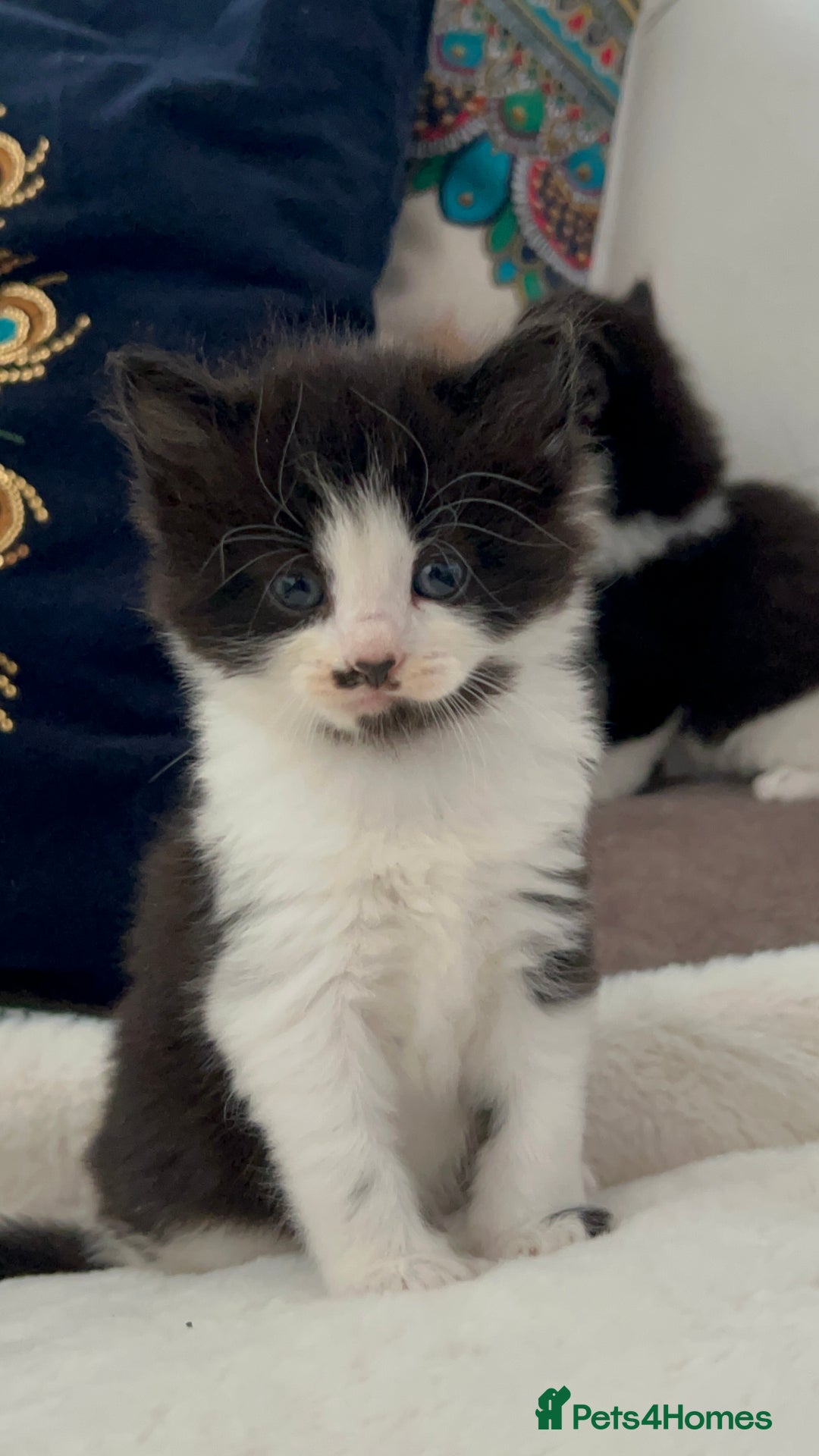 Domestic Shorthair cats for sale: Beautiful 5 tuxedo kittens available for new home. - Image 10