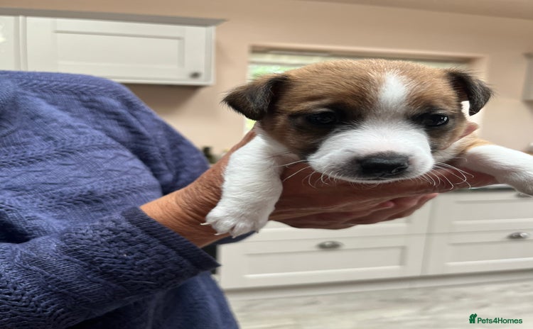 Jack Russell dogs - Advert 2