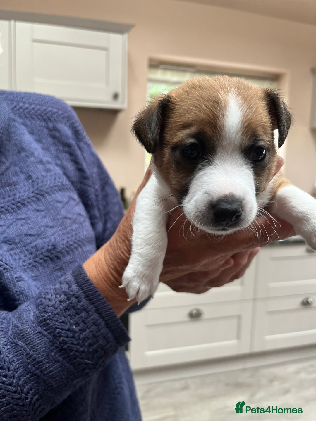 Jack Russell dogs for sale: Archie - Image 1