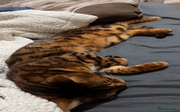Bengal cats for sale: PURE BENGAL CAT - Image 5