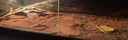 Bearded Dragon reptiles for sale: RED AND ORANGE Patterned BEARDED DRAGON  in Grimsby - Advert 5