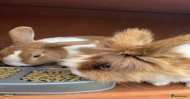 Dutch rabbits - Advert 15
