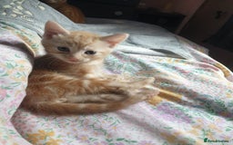 Domestic Shorthair cats for sale: Ghost tabby/ siamese - Image 10