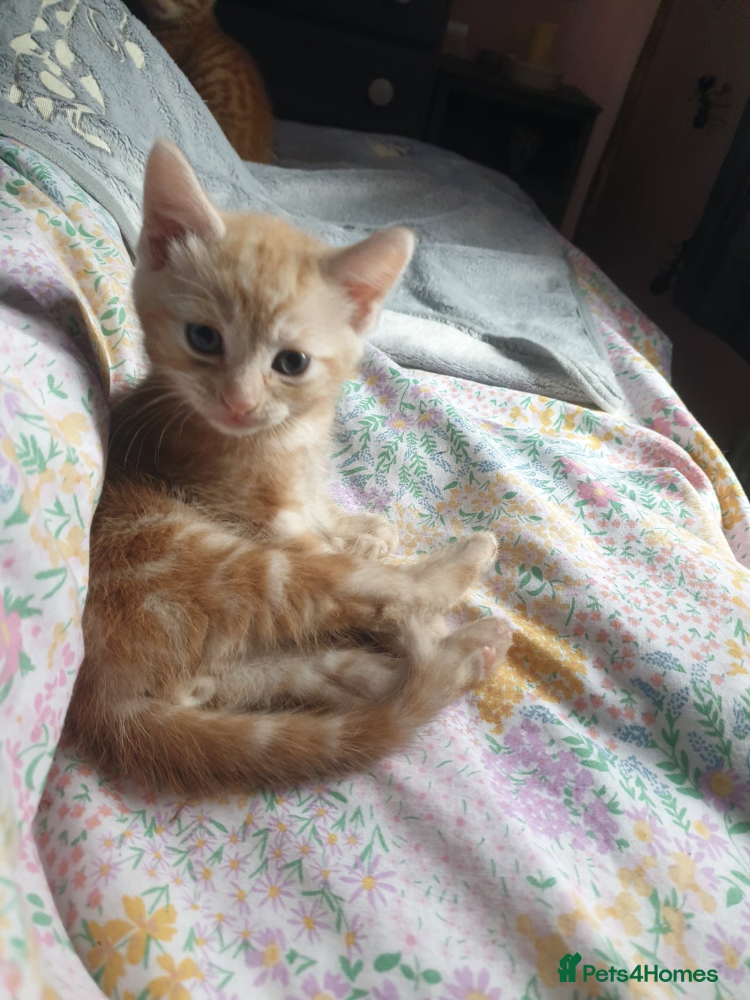 Domestic Shorthair cats for sale: Ghost tabby/ siamese - Image 10