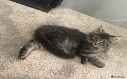 Mixed Breed cats for sale: Gorgeous Tabby Girl Kittens Ready  - Image 15
