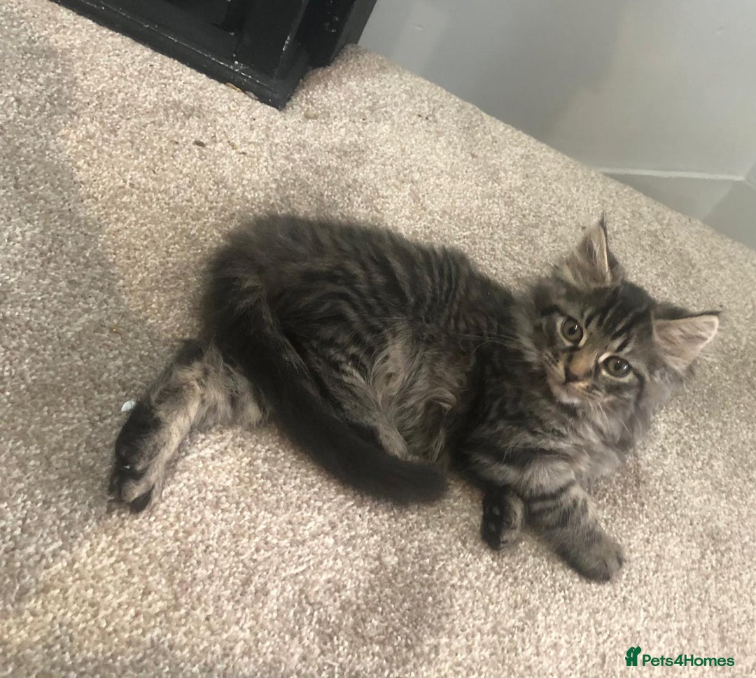 Mixed Breed cats for sale: Gorgeous Tabby Girl Kittens Ready  - Image 15