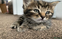 Turkish Angora cats for sale: Turkish Angora kittens - 2 left - Image 5