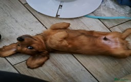 Miniature Dachshund dogs for sale: 3 Cute Longhaired Mini Dachshunds Pedigree - Image 6