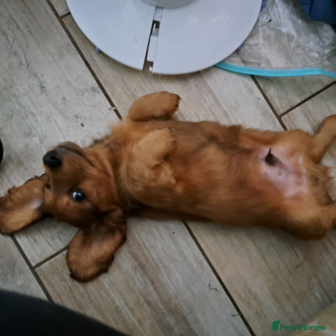 Miniature Dachshund dogs for sale: 3 Cute Longhaired Mini Dachshunds Pedigree - Image 6