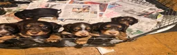 Cocker Spaniel dogs for sale: Cocker spaniel puppies  - Advert 15