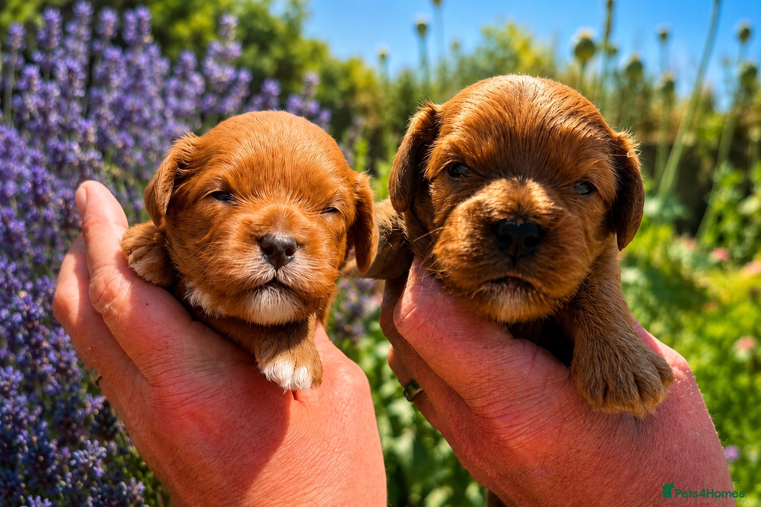Cavapoo dogs Fox Red F1 Cavapoo’s  - Advert 1
